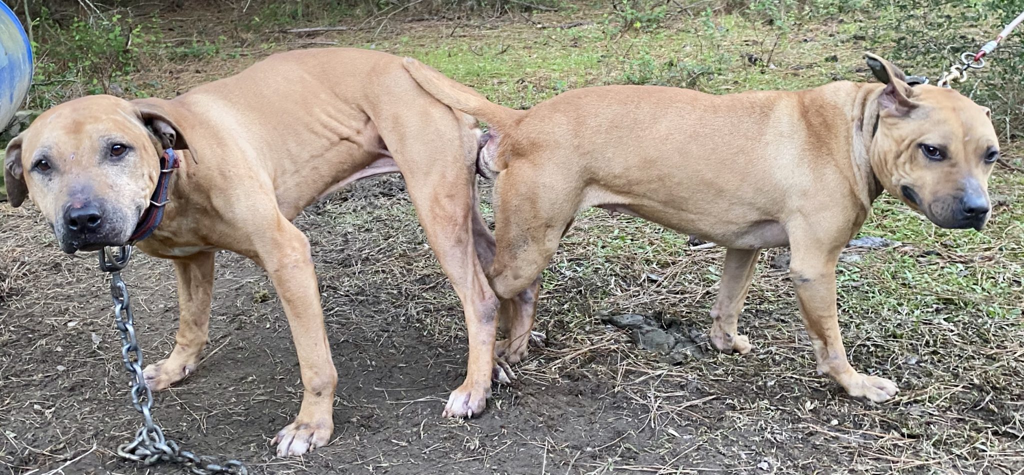 Puma x Artemis II TITAN KENNELS