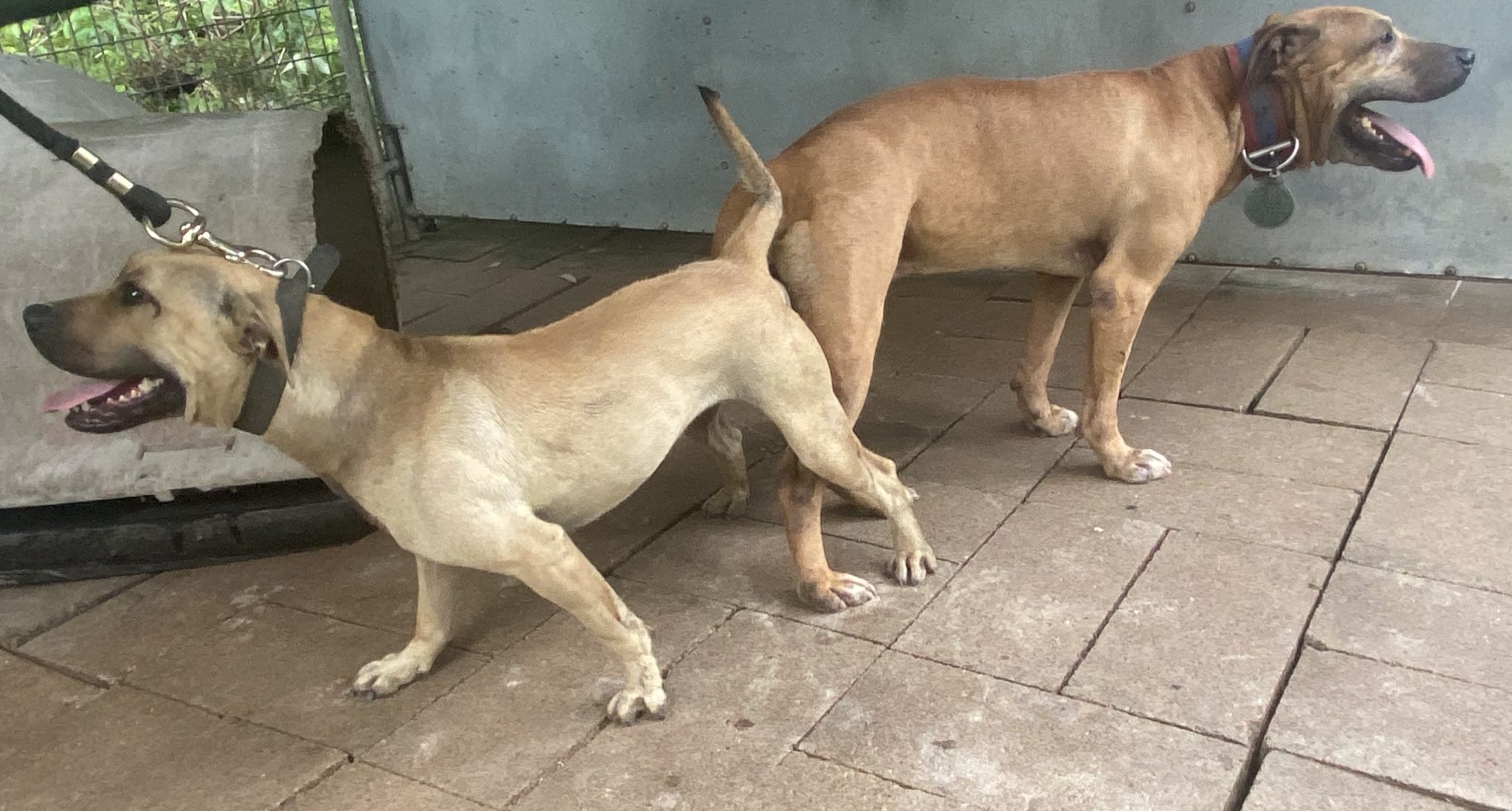 PUMA X MRS GRIZZLY TITAN KENNELS