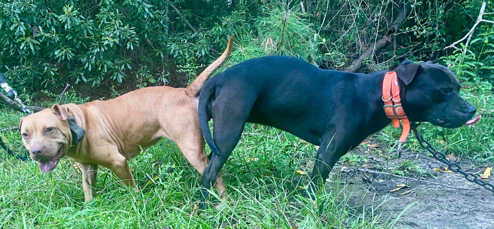 CH JJ X SONOMA TITAN KENNELS