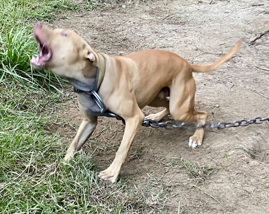 LITTLE JOHN TITAN KENNELS