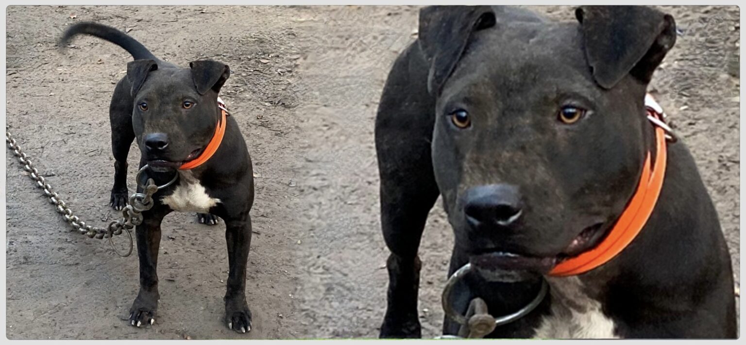 TITAN KENNELS MR 2800 TITAN KENNELS