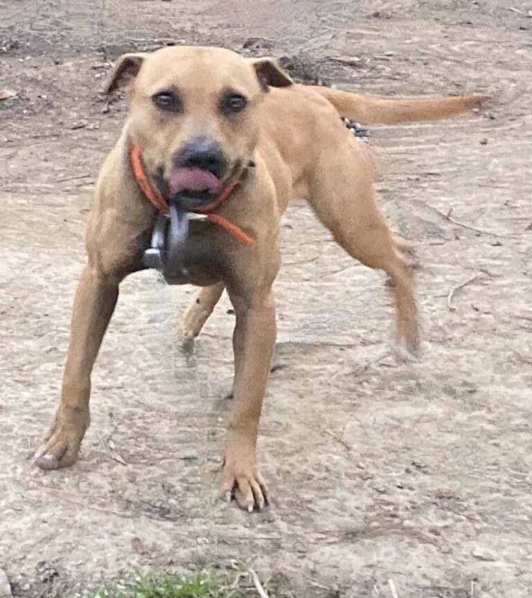 TITAN KENNELS REBA GIRL TITAN KENNELS