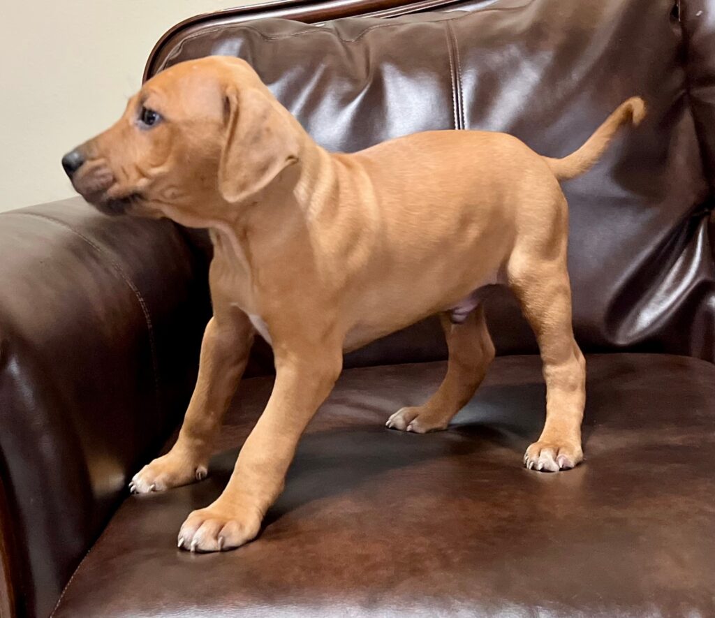 CH PUMA X RAGGEDY ANN TITAN KENNELS
