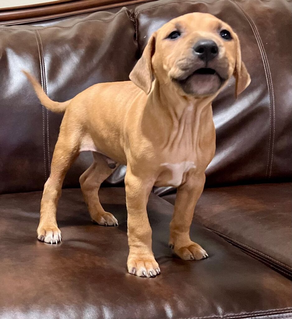 CH PUMA X RAGGEDY ANN TITAN KENNELS